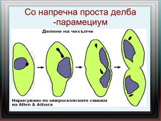 Со напречна проста делба
-парамециум
 