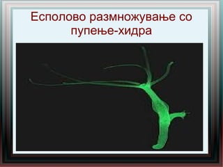 Есполово размножување со
пупење-хидра
 