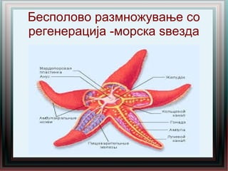 Бесполово размножување со
регенерација -морска ѕвезда
 