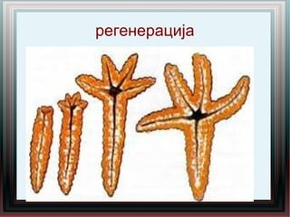 регенерација
 