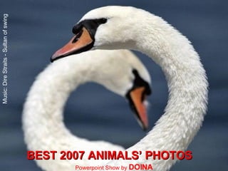 BEST 2007 ANIMALS’ PHOTOS Powerpoint Show by  DOINA Music: Dire Straits - Sultan of swing 