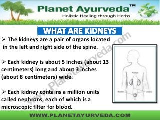  The kidneys are a pair of organs located
in the left and right side of the spine.
 Each kidney is about 5 inches (about 13
centimeters) long and about 3 inches
(about 8 centimeters) wide.
 Each kidney contains a million units
called nephrons, each of which is a
microscopic filter for blood.
 