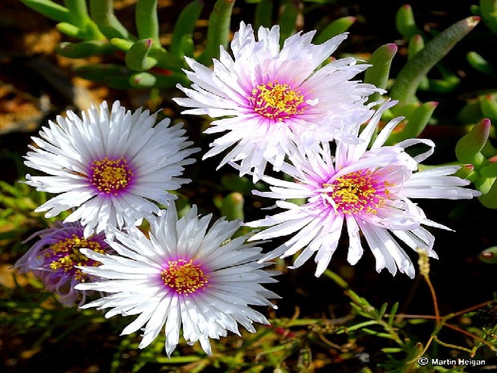 Best Beautiful Flower Photographs