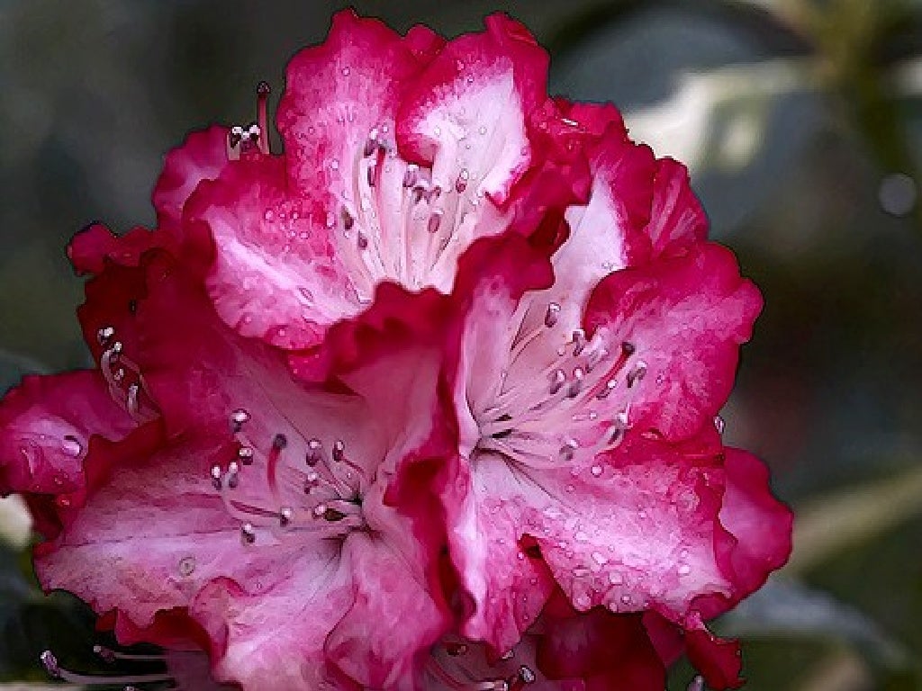 Best Beautiful Flower Photographs