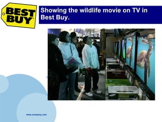 Showing the wildlife movie on TV in Best Buy.