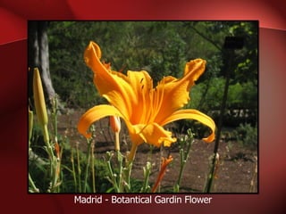 Madrid - Botantical Gardin Flower 