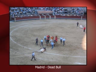 Madrid - Dead Bull 