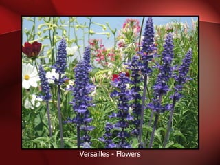 Versailles - Flowers 