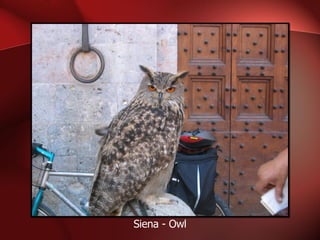 Siena - Owl 