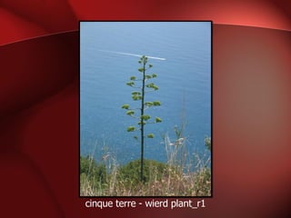 cinque terre - wierd plant_r1 