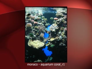 monaco - aquarium coral_r1 