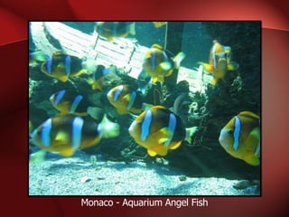Monaco - Aquarium Angel Fish 