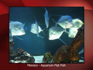 Monaco - Aquarium Flat Fish 