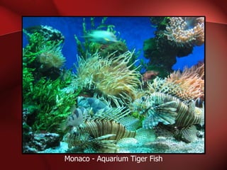 Monaco - Aquarium Tiger Fish 