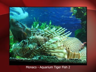 Monaco - Aquarium Tiger Fish 2 