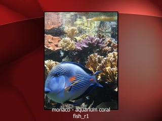 monaco - aquarium coral fish_r1 