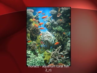 monaco - aquarium coral fish 2_r1 