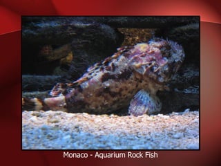 Monaco - Aquarium Rock Fish 