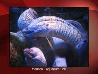 Monaco - Aquarium Eels 