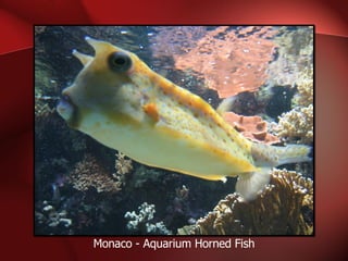 Monaco - Aquarium Horned Fish 