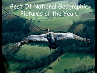 Best Of National Geographic Pictures of the Year. 
