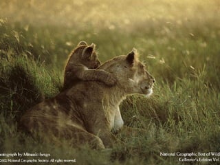 Best Of National Geographic  Slide 28