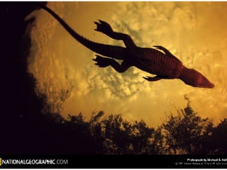 Best Of National Geographic  Slide 6