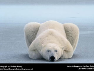 Best Of National Geographic  Slide 8