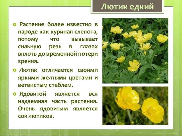 куриная слепота фото растение онлайн куриная слепота фото растение