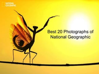 Best 20 Photographs of
National Geographic
 