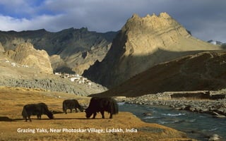 Grazing Yaks, Near Photoskar Village, Ladakh, India
 