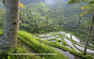 Terraced Rice Paddies, Ubud Area, Bali, Indonesia
 