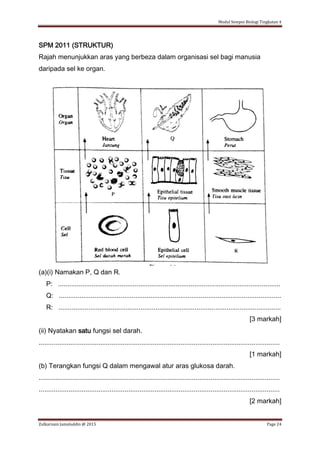Modul Sempoi Biologi Tingkatan 4
Zulkarnain Jamaluddin @ 2015 Page 24
SPM 2011 (STRUKTUR)
Rajah menunjukkan aras yang berbeza dalam organisasi sel bagi manusia
daripada sel ke organ.
(a)(i) Namakan P, Q dan R.
P: .......................................................................................................................
Q: .......................................................................................................................
R: .......................................................................................................................
[3 markah]
(ii) Nyatakan satu fungsi sel darah.
.................................................................................................................................
[1 markah]
(b) Terangkan fungsi Q dalam mengawal atur aras glukosa darah.
.................................................................................................................................
.................................................................................................................................
[2 markah]
 
