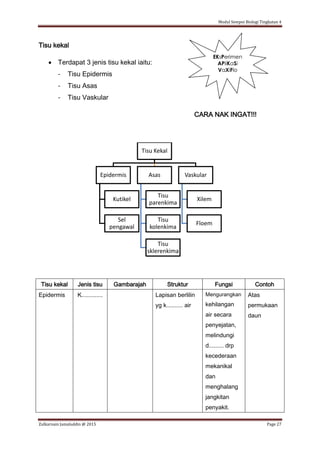 Modul Sempoi Biologi Tingkatan 4
Zulkarnain Jamaluddin @ 2015 Page 27
Tisu kekal
 Terdapat 3 jenis tisu kekal iaitu:
- Tisu Epidermis
- Tisu Asas
- Tisu Vaskular
CARA NAK INGAT!!!
Tisu kekal Jenis tisu Gambarajah Struktur Fungsi Contoh
Epidermis K............. Lapisan berlilin
yg k.......... air
Mengurangkan
kehilangan
air secara
penyejatan,
melindungi
d......... drp
kecederaan
mekanikal
dan
menghalang
jangkitan
penyakit.
Atas
permukaan
daun
Tisu Kekal
Epidermis
Kutikel
Sel
pengawal
Asas
Tisu
parenkima
Tisu
kolenkima
Tisu
sklerenkima
Vaskular
Xilem
Floem
EKsPerimen
APliKaSi
VaXiFlo
 
