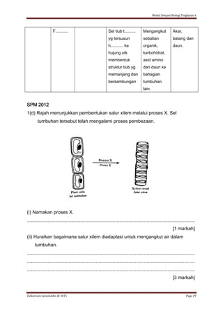 Modul Sempoi Biologi Tingkatan 4
Zulkarnain Jamaluddin @ 2015 Page 29
F........... Sel tiub t..........
yg tersusun
h........... ke
hujung utk
membentuk
struktur tiub yg
memanjang dan
bersambungan
Mengangkut
sebatian
organik,
karbohidrat,
asid amino
dari daun ke
bahagian
tumbuhan
lain.
Akar,
batang dan
daun.
SPM 2012
1(d) Rajah menunjukkan pembentukan salur xilem melalui proses X. Sel
tumbuhan tersebut telah mengalami proses pembezaan.
(i) Namakan proses X.
.................................................................................................................................
[1 markah]
(ii) Huraikan bagaimana salur xilem diadaptasi untuk mengangkut air dalam
tumbuhan.
.................................................................................................................................
.................................................................................................................................
.................................................................................................................................
[3 markah]
 