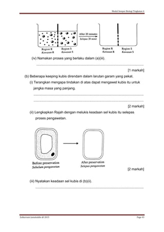 Modul Sempoi Biologi Tingkatan 4
Zulkarnain Jamaluddin @ 2015 Page 43
(iv) Namakan proses yang berlaku dalam (a)(iii).
................................................................................................................
[1 markah]
(b) Beberapa keeping kubis direndam dalam larutan garam yang pekat.
(i) Terangkan mengapa tindakan di atas dapat mengawet kubis itu untuk
jangka masa yang panjang.
...................................................................................................................
...................................................................................................................
[2 markah]
(ii) Lengkapkan Rajah dengan melukis keadaan sel kubis itu selepas
proses pengawetan.
[2 markah]
(iii) Nyatakan keadaan sel kubis di (b)(ii).
.................................................................................................................
 