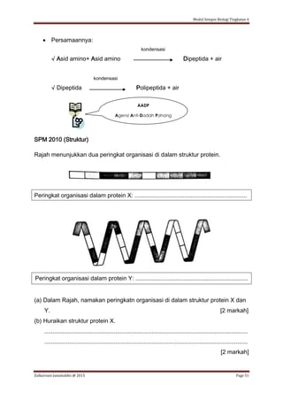 Modul Sempoi Biologi Tingkatan 4
Zulkarnain Jamaluddin @ 2015 Page 51
 Persamaannya:
kondensasi
√ Asid amino+ Asid amino Dipeptida + air
kondensasi
√ Dipeptida Polipeptida + air
SPM 2010 (Struktur)
Rajah menunjukkan dua peringkat organisasi di dalam struktur protein.
Peringkat organisasi dalam protein X: ....................................................................
Peringkat organisasi dalam protein Y: ....................................................................
(a) Dalam Rajah, namakan peringkatn organisasi di dalam struktur protein X dan
Y. [2 markah]
(b) Huraikan struktur protein X.
...........................................................................................................................
...........................................................................................................................
[2 markah]
AADP
Agensi Anti-Dadah Pahang
 