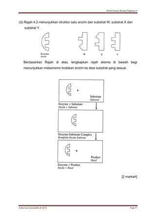 Modul Sempoi Biologi Tingkatan 4
Zulkarnain Jamaluddin @ 2015 Page 57
(d) Rajah 4.2 menunjukkan struktur satu enzim dan substrat W, substrat X dan
substrat Y.
Berdasarkan Rajah di atas, lengkapkan rajah skema di bawah bagi
menunjukkan mekanisme tindakan enzim ke atas substrat yang sesuai.
[2 markah]
 
