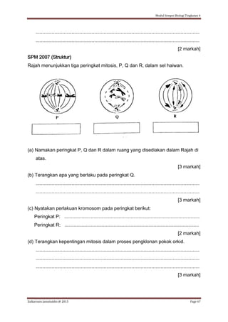 Modul Sempoi Biologi Tingkatan 4
Zulkarnain Jamaluddin @ 2015 Page 67
...........................................................................................................................
...........................................................................................................................
[2 markah]
SPM 2007 (Struktur)
Rajah menunjukkan tiga peringkat mitosis, P, Q dan R, dalam sel haiwan.
(a) Namakan peringkat P, Q dan R dalam ruang yang disediakan dalam Rajah di
atas.
[3 markah]
(b) Terangkan apa yang berlaku pada peringkat Q.
...........................................................................................................................
...........................................................................................................................
[3 markah]
(c) Nyatakan perlakuan kromosom pada peringkat berikut:
Peringkat P: ......................................................................................................
Peringkat R: .....................................................................................................
[2 markah]
(d) Terangkan kepentingan mitosis dalam proses pengklonan pokok orkid.
...........................................................................................................................
...........................................................................................................................
...........................................................................................................................
[3 markah]
 