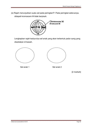 Modul Sempoi Biologi Tingkatan 4
Zulkarnain Jamaluddin @ 2015 Page 68
(e) Rajah menunjukkan suatu sel pada peringkat P. Pada peringkat seterusnya,
didapati kromososm M tidak berpisah.
Lengkapkan rajah kedua-dua sel anak yang akan terbentuk pada ruang yang
disediakan di bawah.
Sel anak 1 Sel anak 2
[2 markah]
 