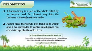 A Trusted brand in Ayurvedic Medicine
Plot no.627 Sector 82,Industrial Area ,Mohali Punjab 140306
Call:+919915593604|Email:herbalremedies123@yahoo.com
www.planetayurveda.com
 A human being is a part of the whole called by
us universe and the clearest way into the
Universe is through nature’s herbs.
 Nature hides the world’s best thing in its womb
and if we surrender to earth’s intelligence, we
could rise up, like its rooted trees.
INTRODUCTION
 