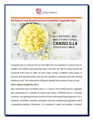 All-Natural and Multifunctional Candelilla Vegetable Wax
Candelilla wax is a treasure for our hair right from our backyard. It comes from an
upright and leafless plant growing about two feet tall which slowly spreads by
suckering from base in order to form large clumps. Candelilla plant grows in
bunches and typically prefers hot and dry conditions combined with well-drained
calciferous soil. This native plant of Mexico extends into southern Texas as well.
Wax extracted from Candelilla plant is a natural and multifunctional vegetable
wax comprising of a complex of natural wax esters. Candelilla wax is a viscosity
enhancer, non-gelling thickener and film former with protecting properties. It is a
stabilizer, emulsifier, cosmetic astringent and skin conditioning ingredient which
is absolutely odorless. Moreover, it is insoluble in water but soluble in alcohol.
 