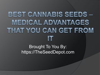 Best Cannabis Seeds – Medical Advantages That You Can Get From It Brought To You By: https://TheSeedDepot.com 
