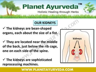 OUR KIDNEYS
 The kidneys are bean-shaped
organs, each about the size of a fist.
 They are located near the middle
of the back, just below the rib cage,
one on each side of the spine.
 The kidneys are sophisticated
reprocessing machines.
 