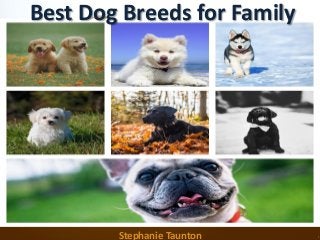 Best Dog Breeds for Family
Stephanie Taunton
 