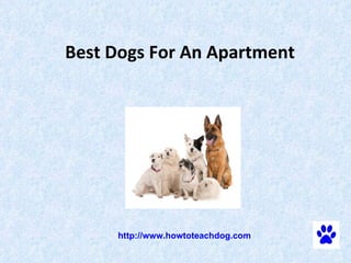   Best Dogs For An Apartment      http://www.howtoteachdog.com 