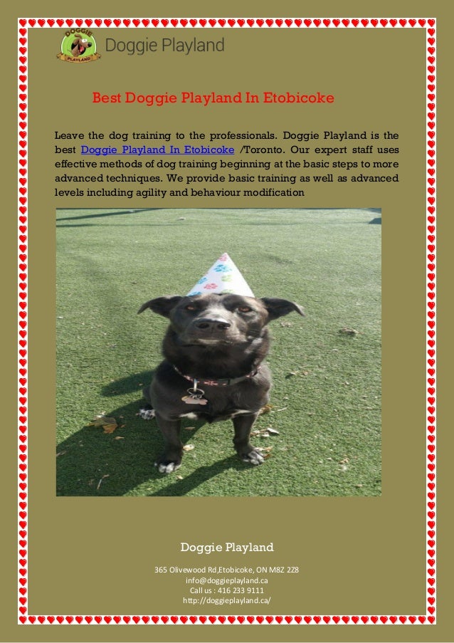 dog training etobicoke