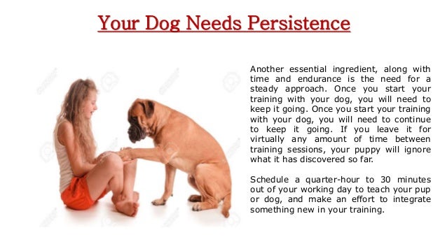 Dog Training Taunton Dog Training Taunton