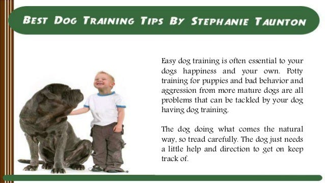Dog Training Taunton Dog Training Taunton
