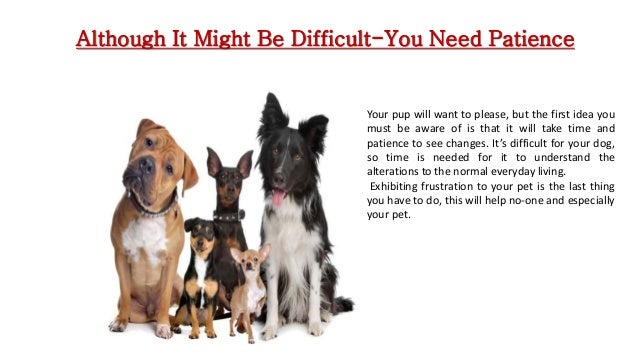 Dog Training Taunton Dog Training Taunton